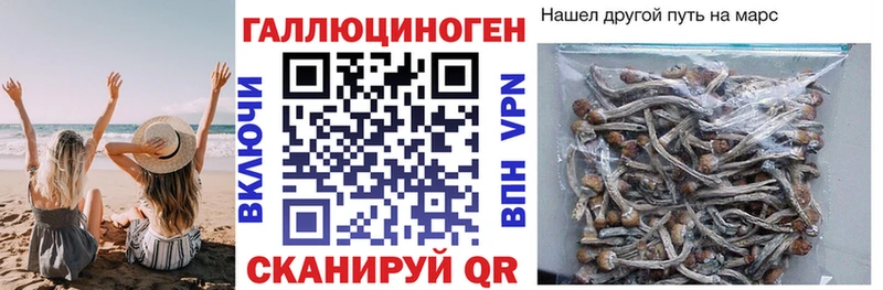 купить   Выкса  Псилоцибиновые грибы Psilocybe 